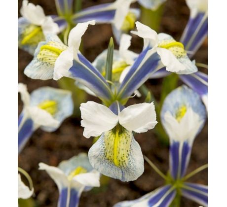 Iris - reticulata Sea Breeze