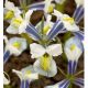 Iris - reticulata Sea Breeze