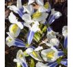 Iris - reticulata Sea Breeze