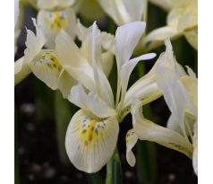 Iris - Katharine Gold