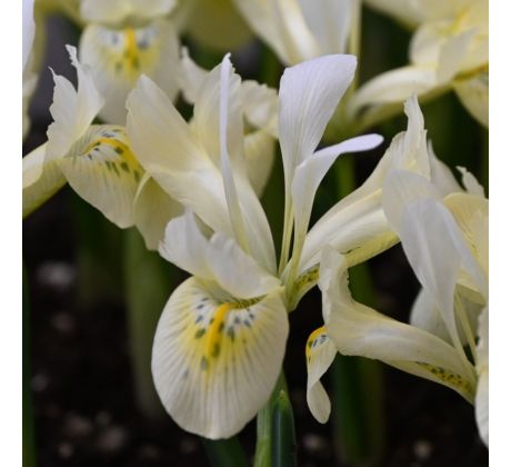 Iris - Katharine Gold