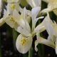 Iris - Katharine Gold
