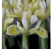 Iris - Katharine Gold