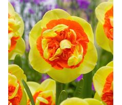 Narcissus - Kiwi Sunset