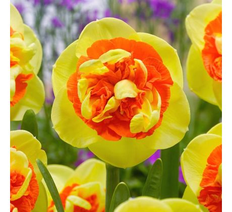 Narcissus - Kiwi Sunset