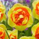 Narcissus - Kiwi Sunset