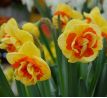 Narcissus - Kiwi Sunset