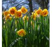 Narcissus - Kiwi Sunset