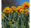 Narcissus - Kiwi Sunset