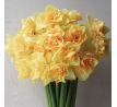 Narcissus - Bellabombe
