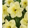 Narcissus - Dancing Moonlight