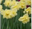 Narcissus - Dancing Moonlight