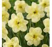 Narcissus - Dancing Moonlight