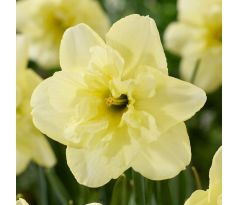 Narcissus - Dancing Moonlight