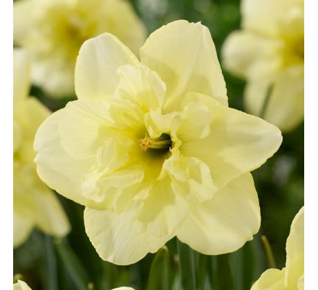 Narcissus - Dancing Moonlight