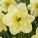 Narcissus - Dancing Moonlight