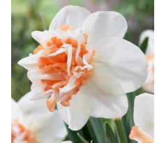 Narcissus - Extravaganza