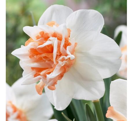 Narcissus - Extravaganza