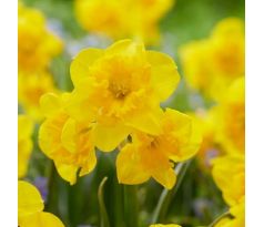 Narcissus - Yellow Parrot