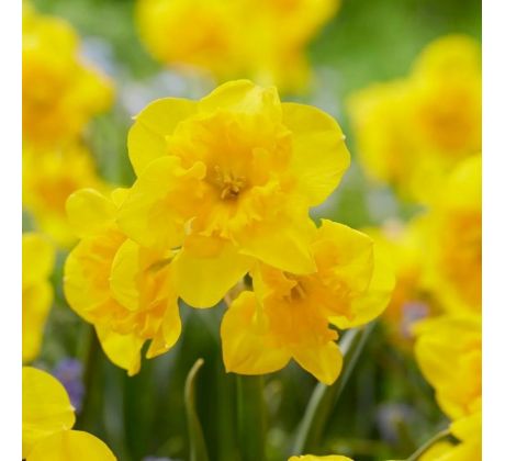 Narcissus - Yellow Parrot