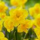 Narcissus - Yellow Parrot