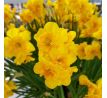 Narcissus - Yellow Parrot
