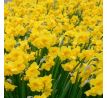 Narcissus - Yellow Parrot