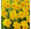 Narcissus - Yellow Parrot