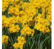 Narcissus - Yellow Parrot