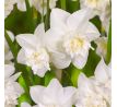 Narcissus - White Marvel