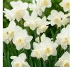 Narcissus - White Marvel