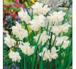 Narcissus - White Marvel