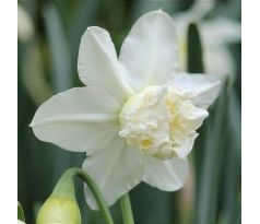 Narcissus - White Marvel