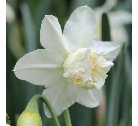Narcissus - White Marvel