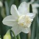 Narcissus - White Marvel