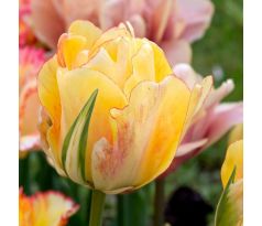 Tulipa - Akebono