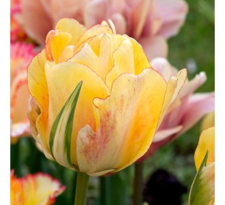 Tulipa - Akebono