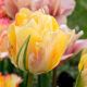 Tulipa - Akebono