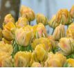 Tulipa - Akebono