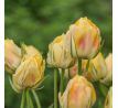 Tulipa - Akebono