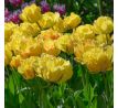 Tulipa - Akebono