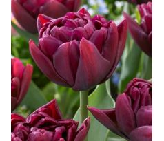 Tulipa - Alison Bradley