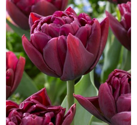 Tulipa - Alison Bradley