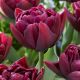 Tulipa - Alison Bradley