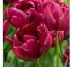 Tulipa - Alison Bradley