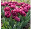 Tulipa - Alison Bradley