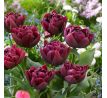 Tulipa - Alison Bradley