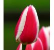Tulipa - Candy Apple Delight