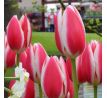 Tulipa - Candy Apple Delight