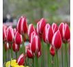 Tulipa - Candy Apple Delight